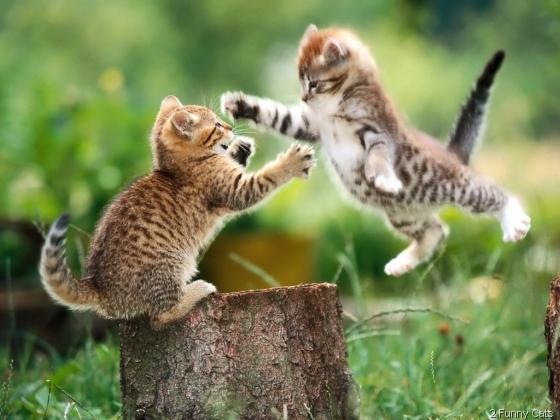 [funny-cat-fight[5].jpg]