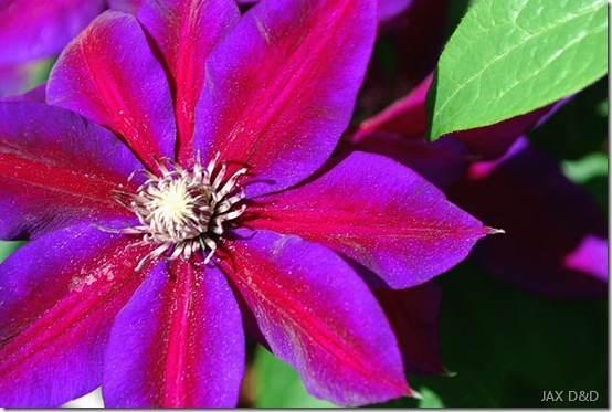 clematis 1 pn