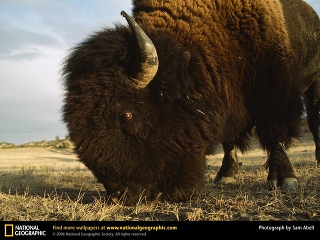 [bisonheadshotNG3.jpg]