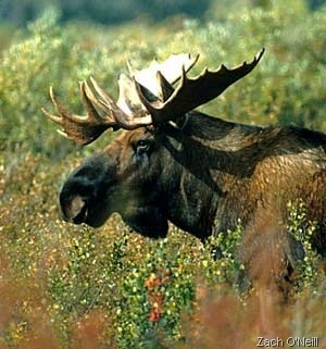 [moosezachoneillblog23.jpg]