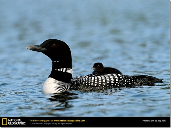 common-loon national geographic