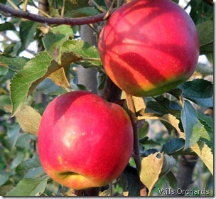 mcintosh wills orchards[2]