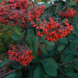 Cotonéaster lactéus