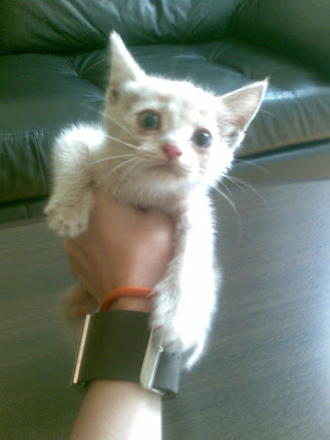 Качена снимка