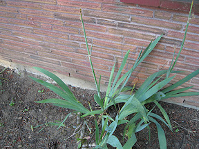 Some kind of lily