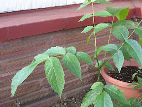 Probably a weed