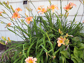 Daylilies