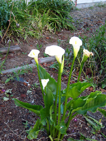 Calla lilies