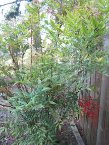 Bush with berries