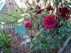 Roses