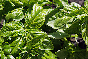 Basil (from Long Beach)