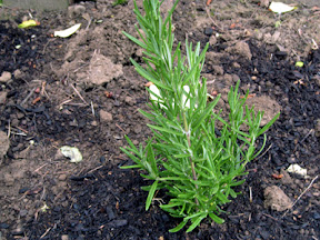 Rosemary
