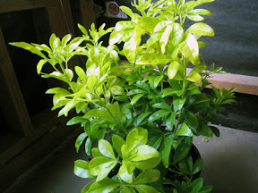 Mexican orange blossom