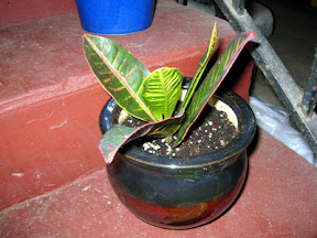 Croton