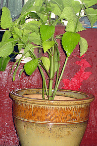 Big Blond Coleus