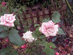 Roses.