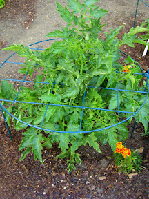 Yellow pear tomato