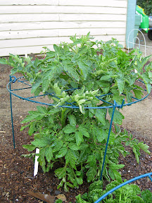 Mr. Stripey tomato