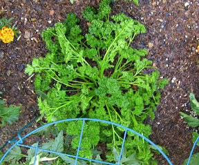 Parsley