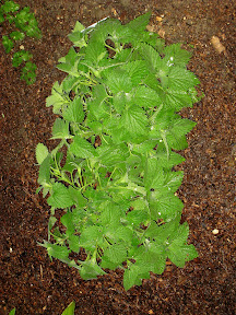 Catnip