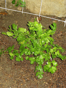 Cilantro