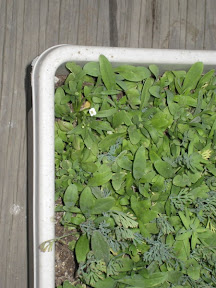 Wildflower box