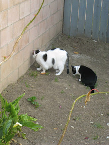 Cats