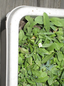 Wildflower box