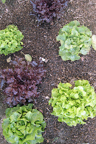 Lettuce