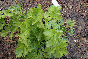 Celery