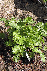 Cilantro
