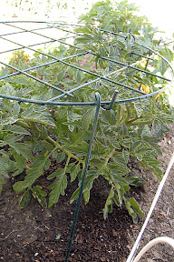 Beefmaster tomato