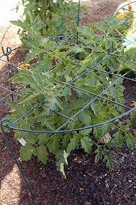 Yellow pear tomato