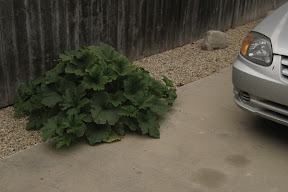 Mysterious squash