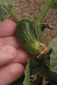 Cucumber
