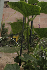 Cucumber