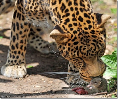 um rato e um leopardo 2