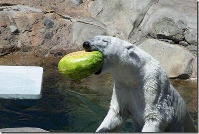 Um urso comendo uma melancia 1