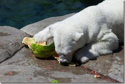 Um urso comendo uma melancia 10
