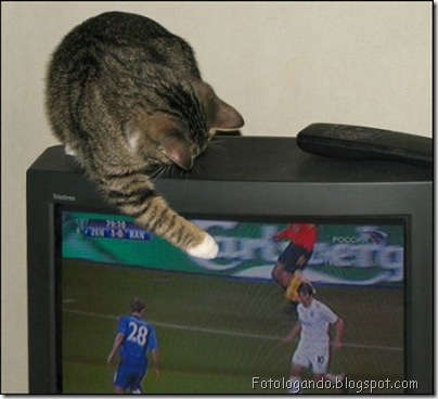 gatos curiosos 8