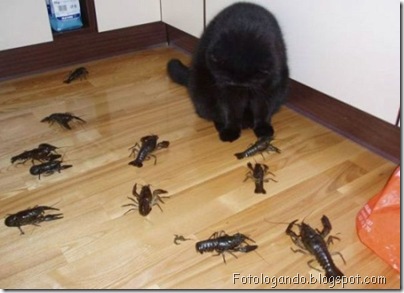 gatos curiosos 1