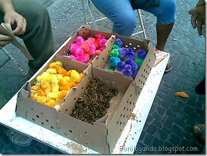 pintinhos coloridos 6