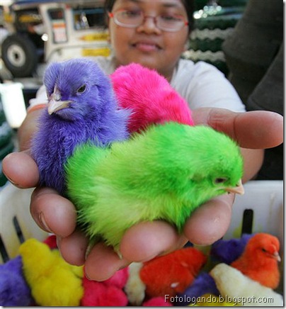 pintinhos coloridos 2