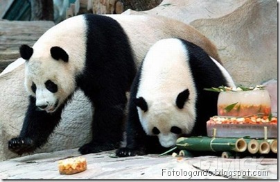 casamento entre animais 8