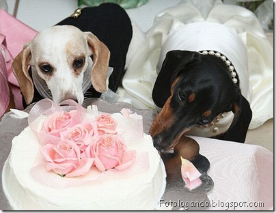casamento entre animais 6
