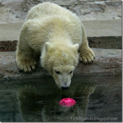 urso polar
