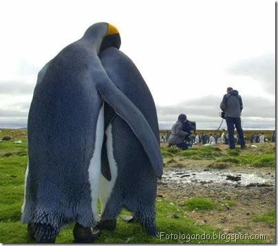 pinguim