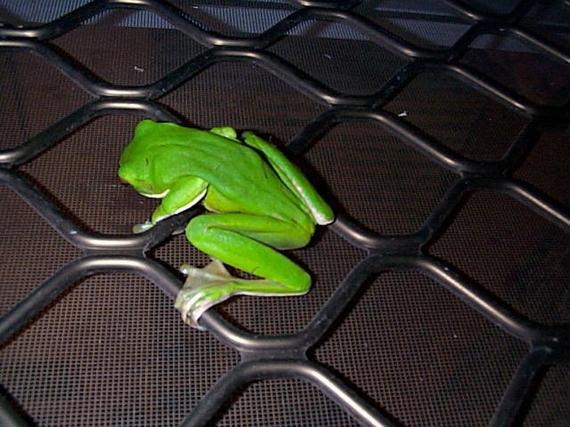 [frog 02[3].jpg]