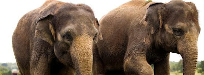 PACHYDERM Forum Index
