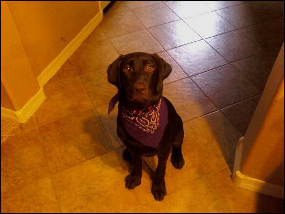 [Diesel Groomed[3].jpg]